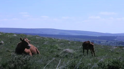 Freerange cattle Video stock 858798