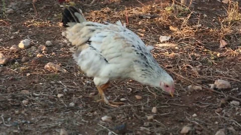 Freerange Chicken Feeding Stock Footage 82586065