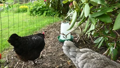 Freerange chickens roaming Видео 334719886