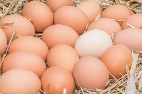 Freerange fresh raw eggs Stock Photos