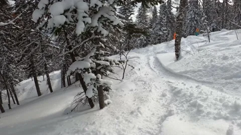 Freeride in winter forest point of view Stock Footage 221472700