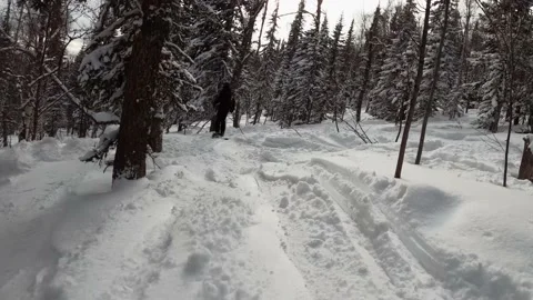 Freeride in winter forest point of view Stock Footage 221650174