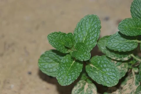 Frees mint close up. Stock Photos