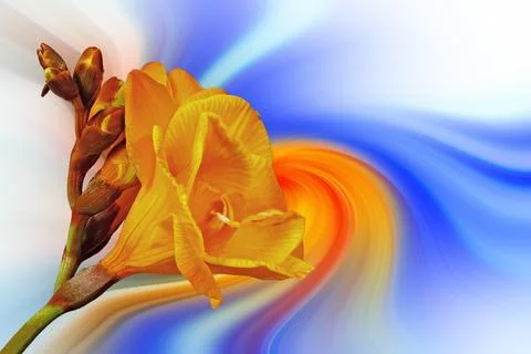 Freesi in front of a colorful abstract background Stock Photos