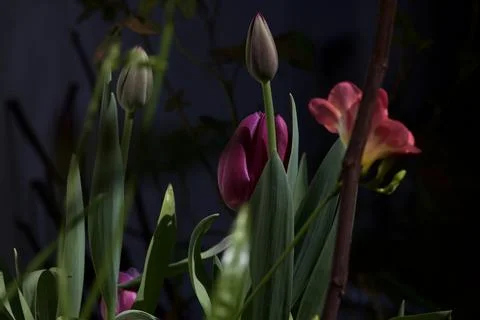 Freesia in bloom seen up close Stock Photos