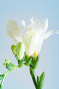 Freesia flower Stock Photos