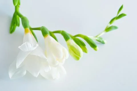 Freesia flower Stock Photos