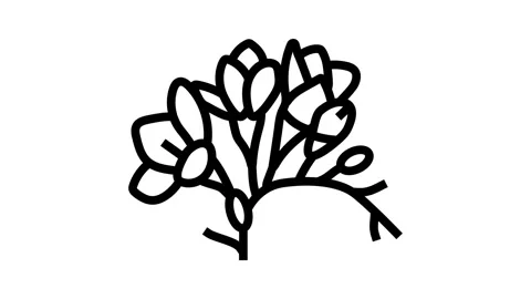 Freesia flower spring line icon animation Stock Footage 326135371
