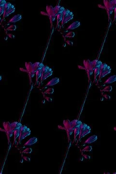 Freesia flowers drawing, seamless pattern, pink and blue neon colors Stock Illustration