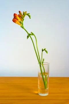 Freesia flowers Stock Photos