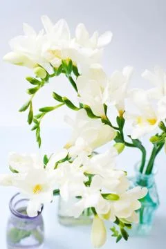 Freesia flowers Stock Photos