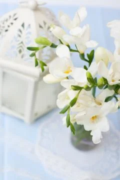 Freesia flowers Stock Photos