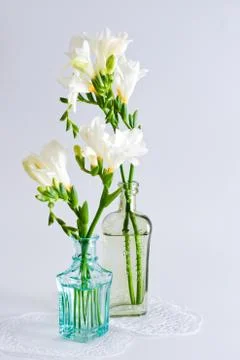 Freesia flowers Stock Photos