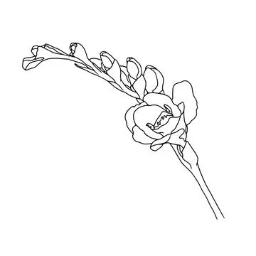 Freesia. Hand drawn spring flowers line art. Isolated on white background. Stock Illustration
