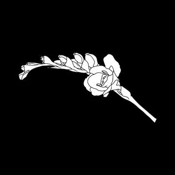 Freesia. Hand drawn spring flowers line art. Isolated on black background. Stock Illustration
