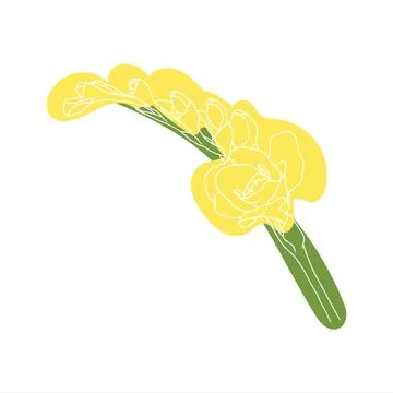 Freesia. Hand drawn spring flowers line art. Isolated on white background. Stock Illustration