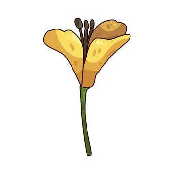 Freesia illustration Stock Illustration