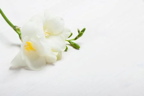 Freesia on the light background Foto stock