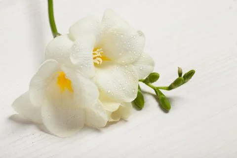 Freesia on the light background Foto stock