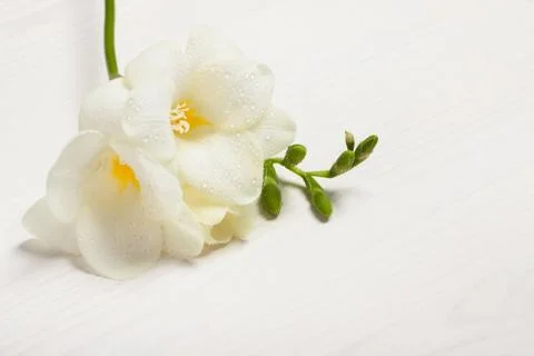 Freesia on the light background Stock Photos