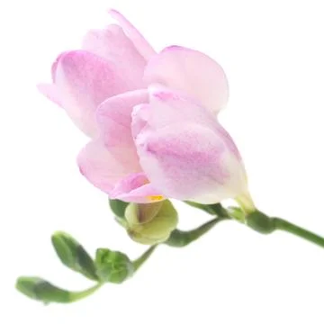 Freesia Stock Photos