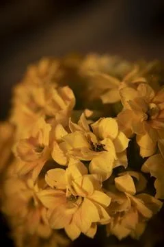 Freesia Stock Photos