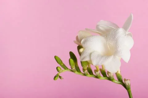 Freesia on the pink background Stock Photos