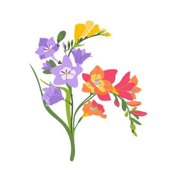 Freesia plant stem vector with elegant blossoms and leaves Stock Illustration