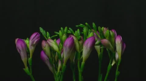 Freesia purple 2B close Stock Footage 19246358
