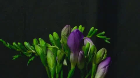 Freesia purple 5A close Stock Footage 19248281