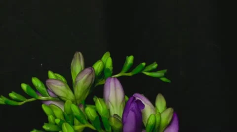 Freesia purple 5B close Stock Footage 19254970