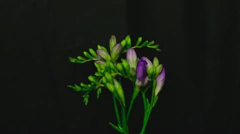 Freesia purple 5B wide Stock Footage 19248166