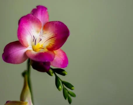 Freesia with purple petals Stock Photos