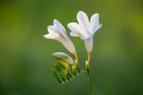 Freesia refracta white flower with green bokeh Stock Photos