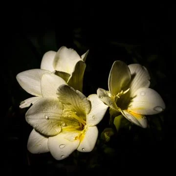 Freesia in Summer rain Stock Photos