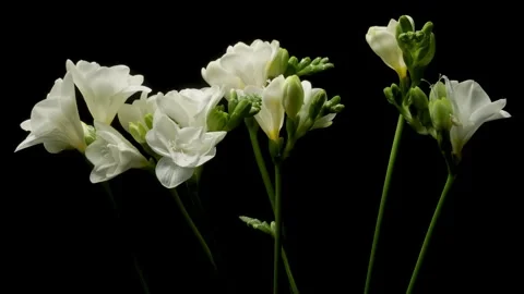 Freesia Time-lapse Stock Footage 273835390