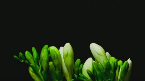 Freesia white wide Stock Footage 19255424