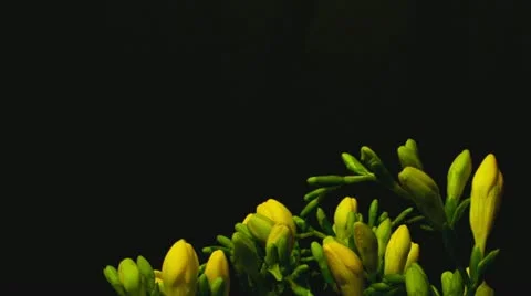 Freesia yellow 2A 1  time lapse HD Stock Footage 12140580