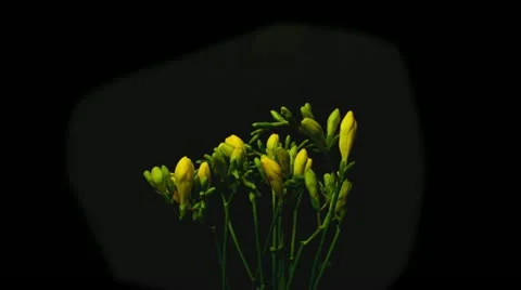 Freesia yellow 2A time lapse HD Stock Footage