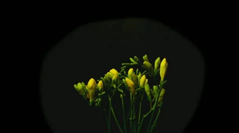 Freesia yellow 2A wide  time lapse HD Stock Footage 12140681