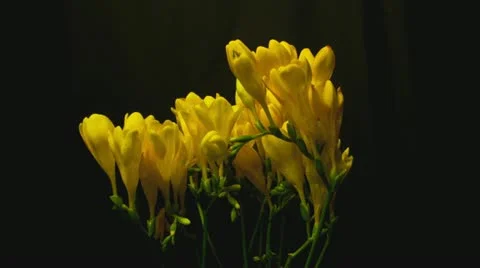 Freesia yellow 2B 2  time lapse HD Stock Footage 12140732
