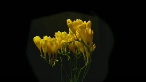 Freesia yellow 2B 3 Stock Footage 12140552