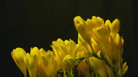 Freesia yellow 2B Stock Footage 12140642