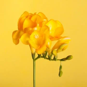 Freesia on the yellow background Stock Photos
