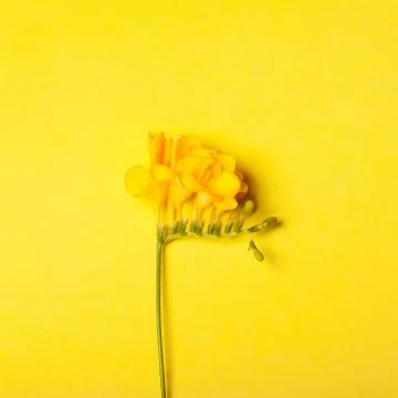 Freesia on the yellow background Stock Photos