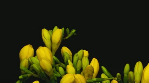 Freesia yellow close up Stock Footage 12140762