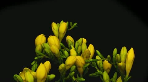 Freesia yellow Stock Footage 12140704