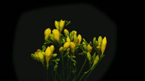 Freesia yellow wide time lapse HD Stock Footage 12140561