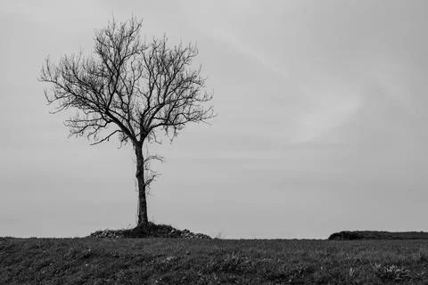 Freestanding dry tree against the sky. Ecology concept, environmental prote.. Stock Photos