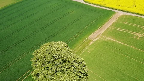 Freestanding tree at blue sky Stock Footage 113685757